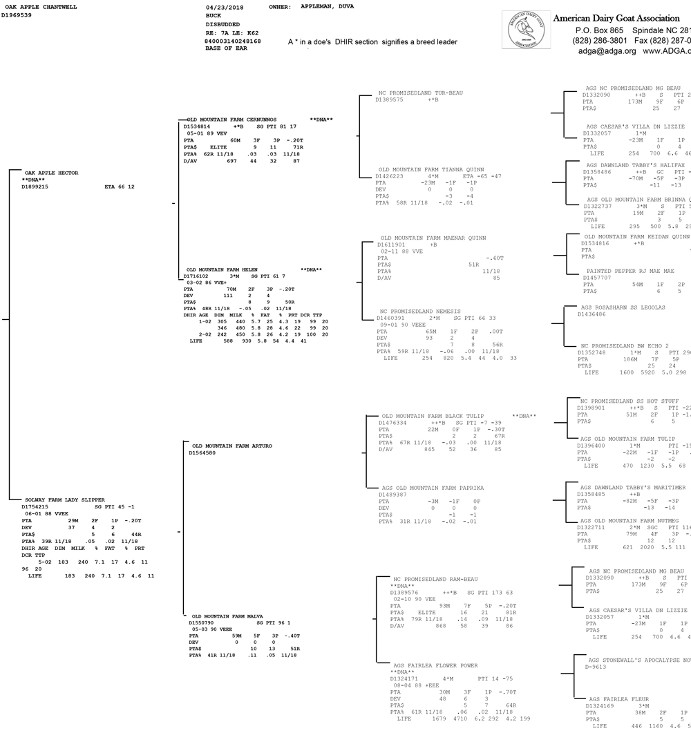 Oak Apple Chantwell pedigree