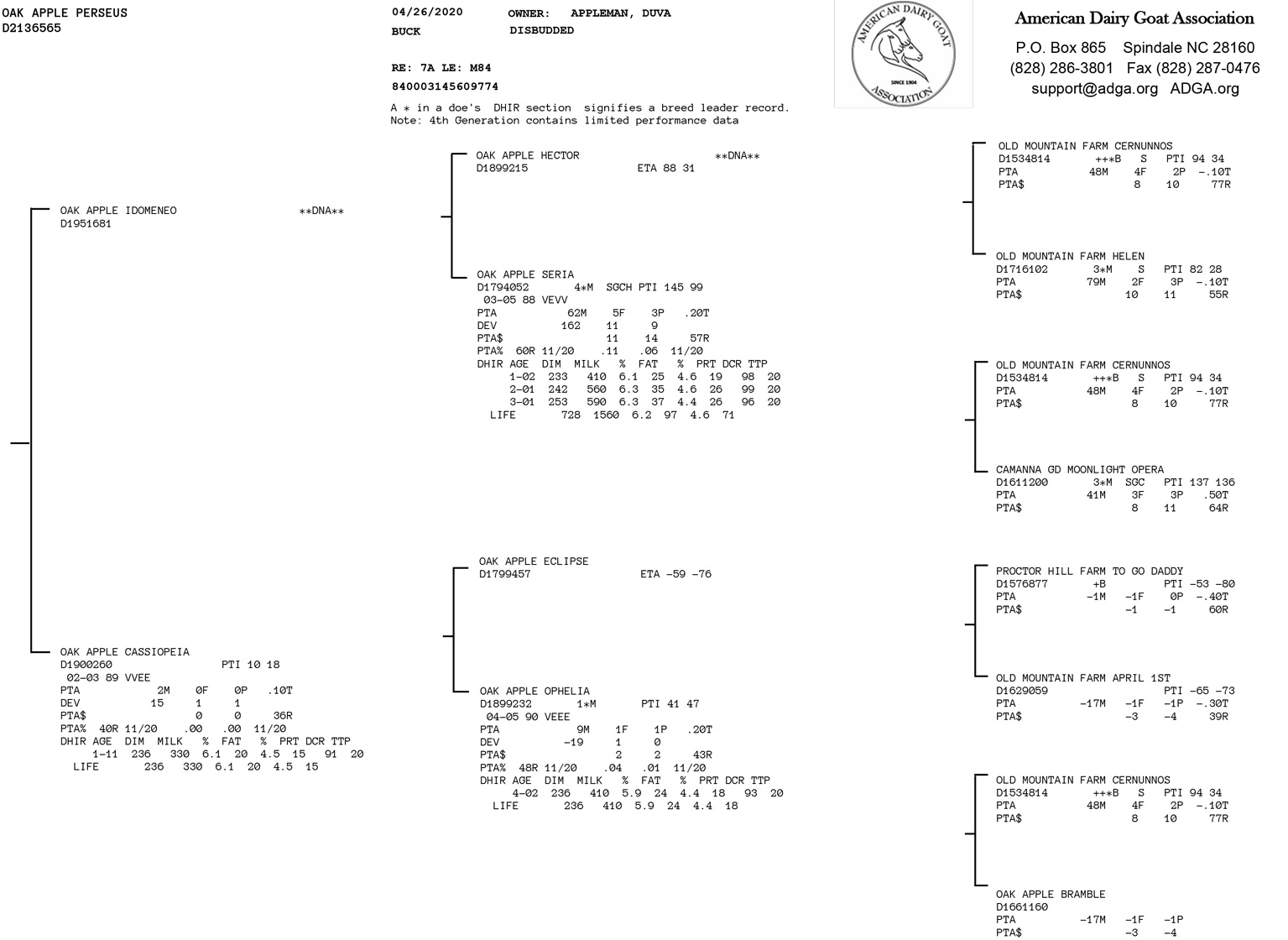 Oak Apple Perseus pedigree