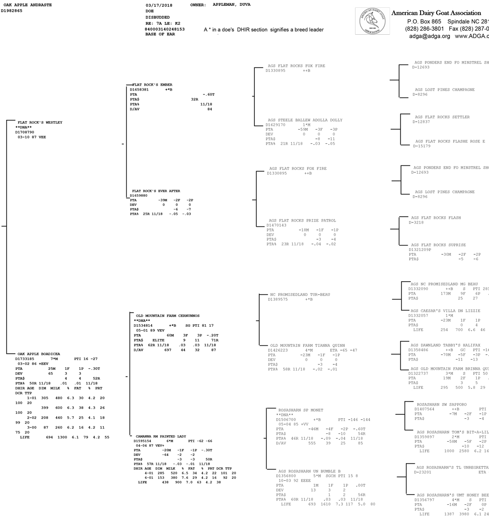 Oak Apple Andraste pedigree