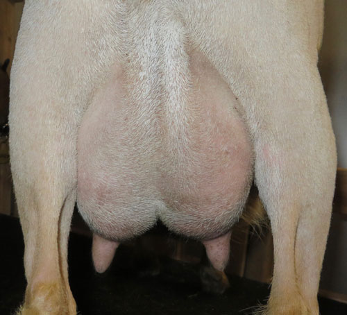 Proctor Hill Farm OR Castalia Rear udder 2016