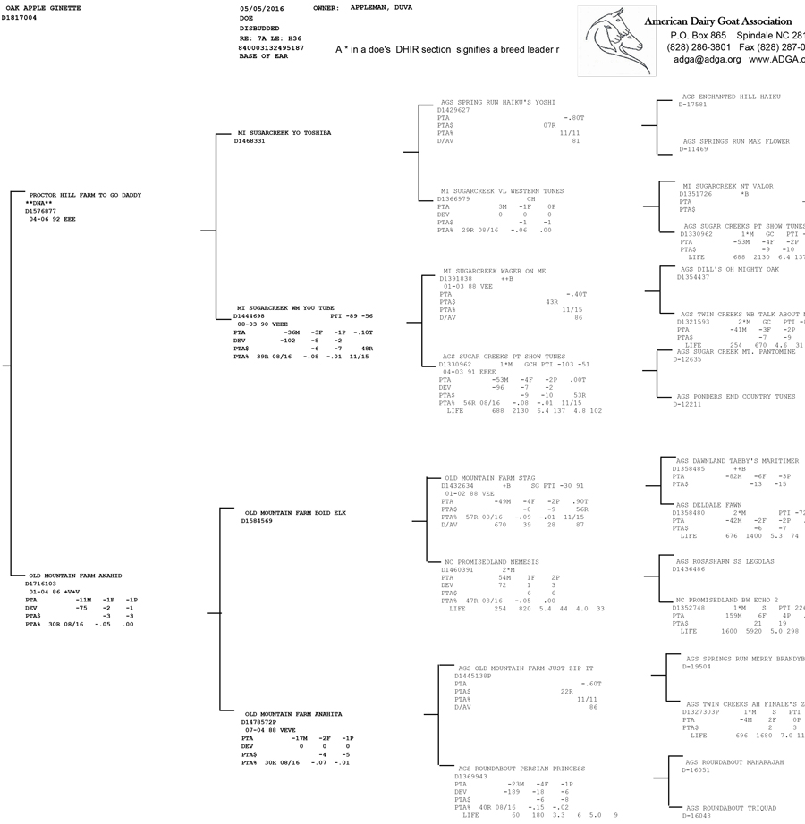 Oak Apple Ginette pedigree