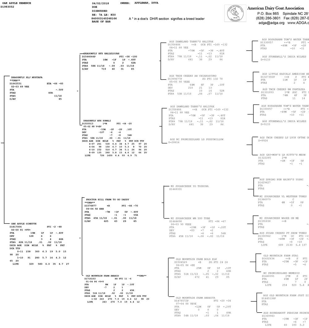 Oak Apple Kemence pedigree