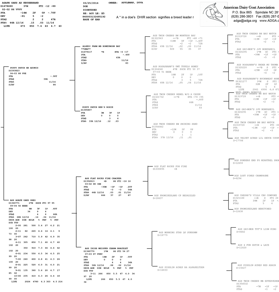 Agape Oaks AD Krugerrand pedigree