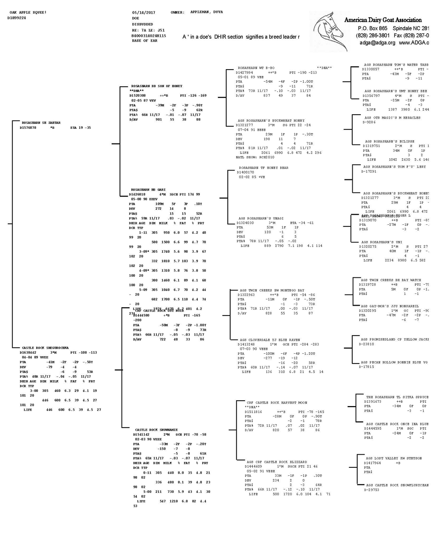 Oak Apple Squee pedigree