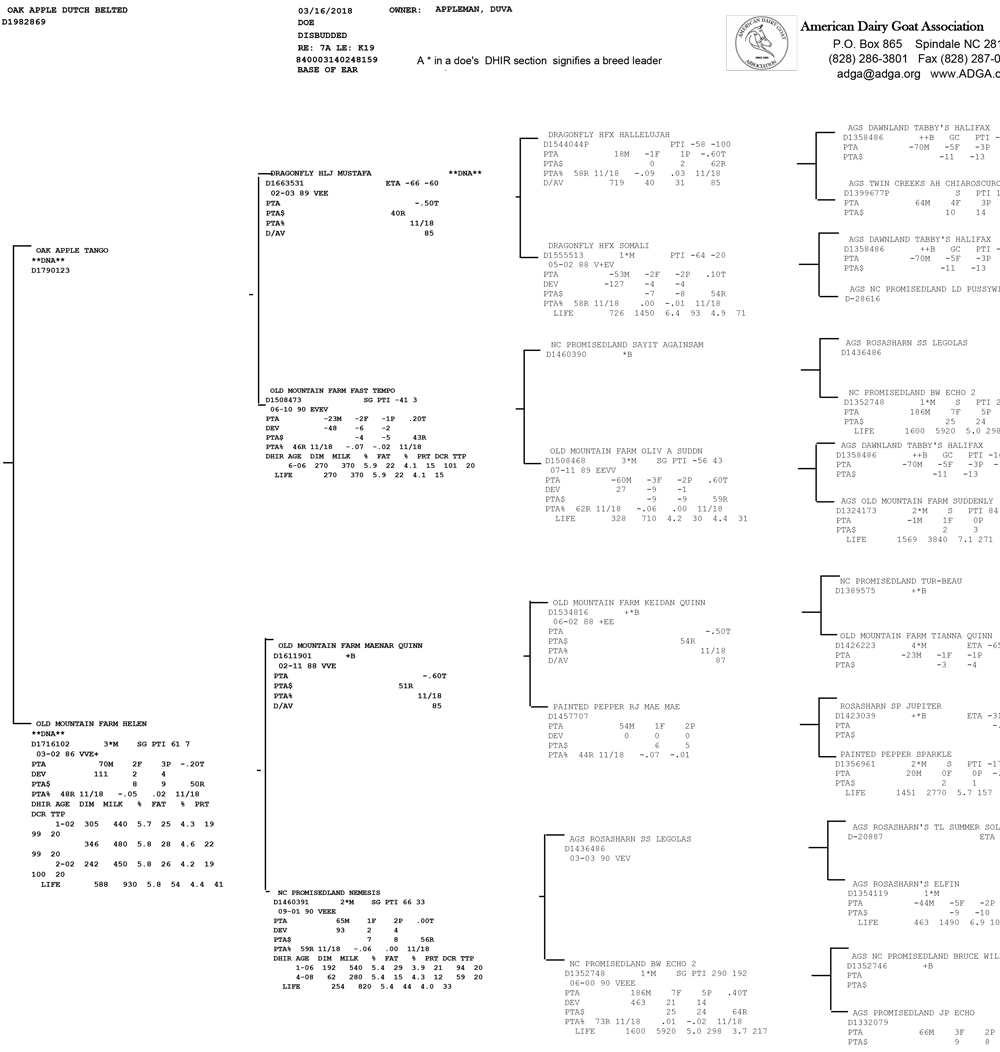 Oak Apple Dutch Belted pedigree