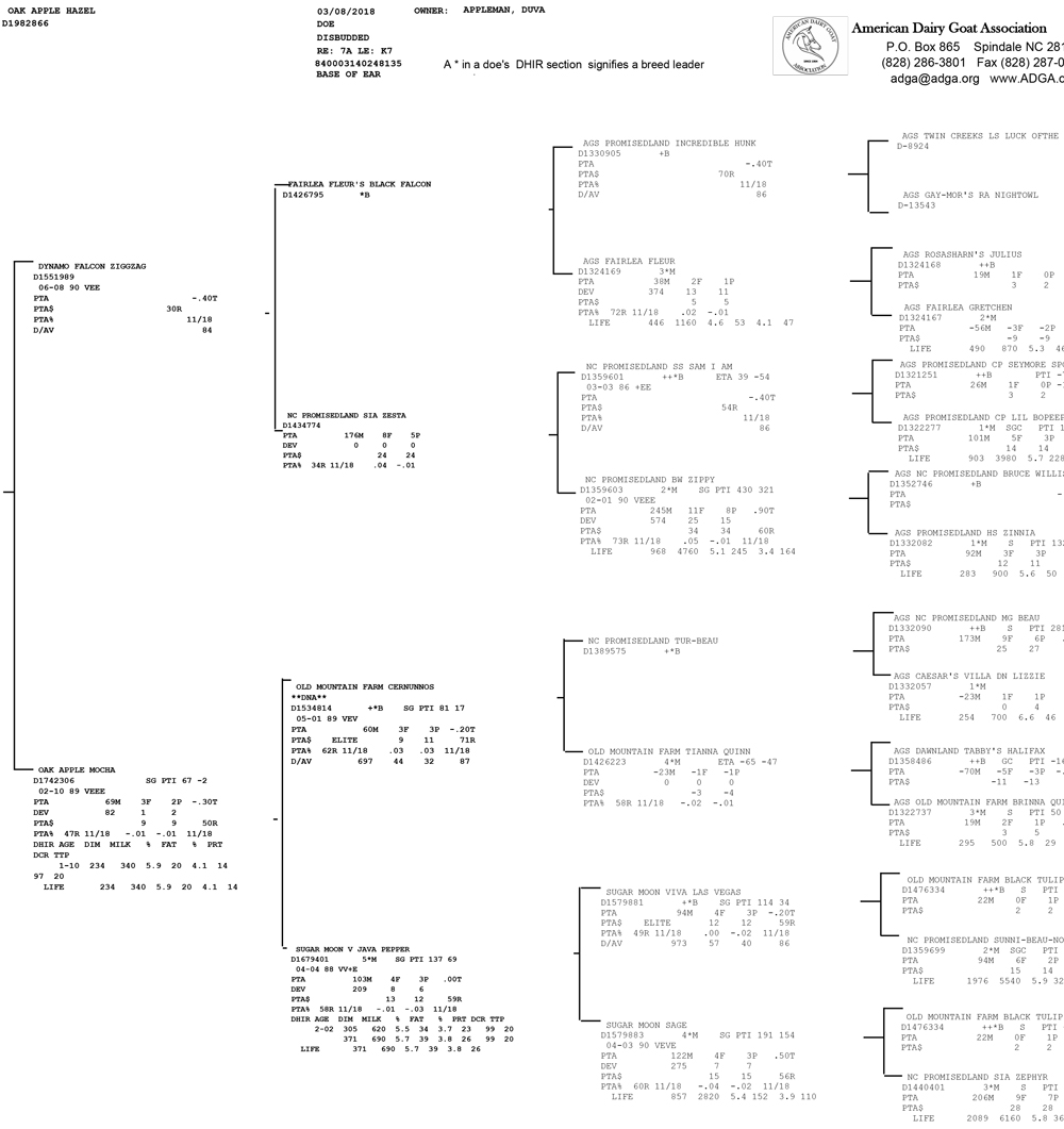 Oak Apple Hazel AI pedigree