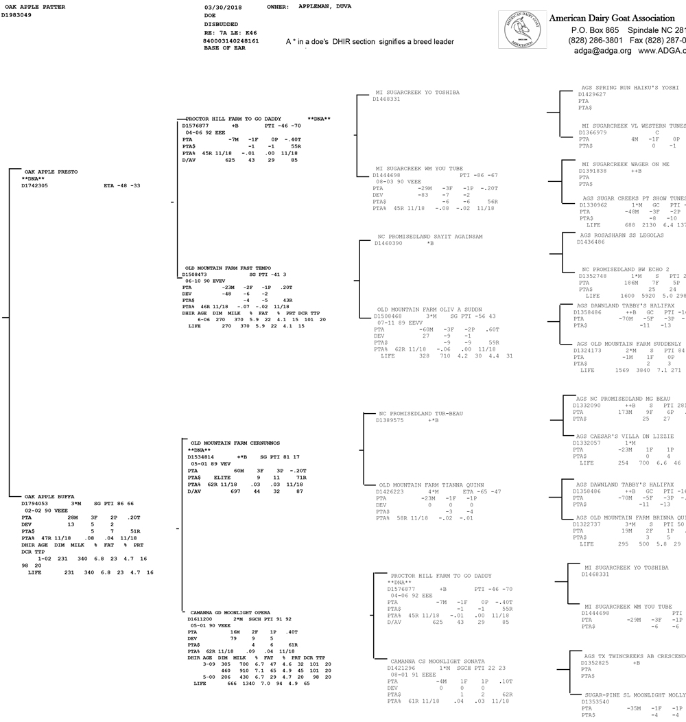 Oak Apple Patter pedigree