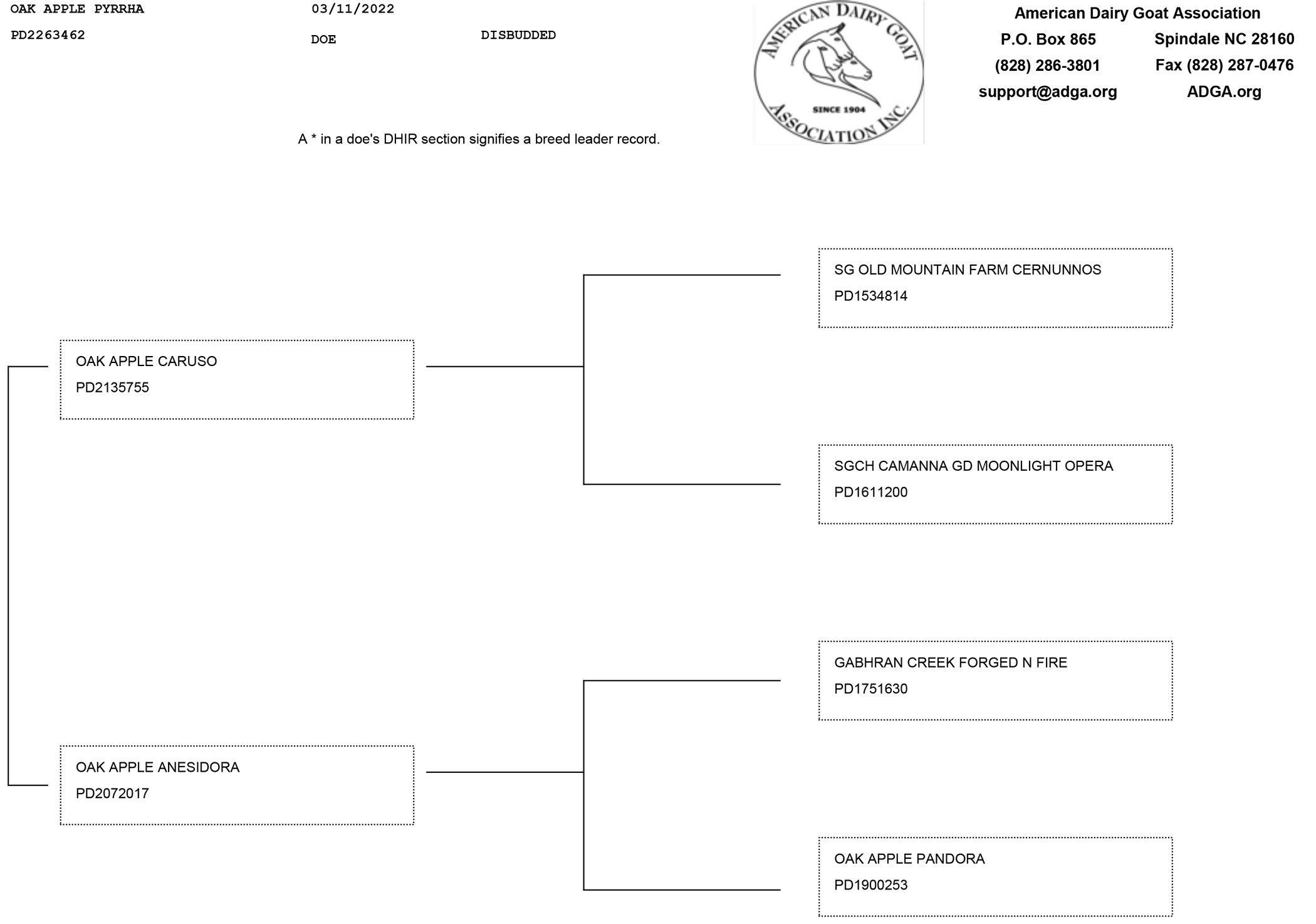 Oak Apple Pyrrha pedigree